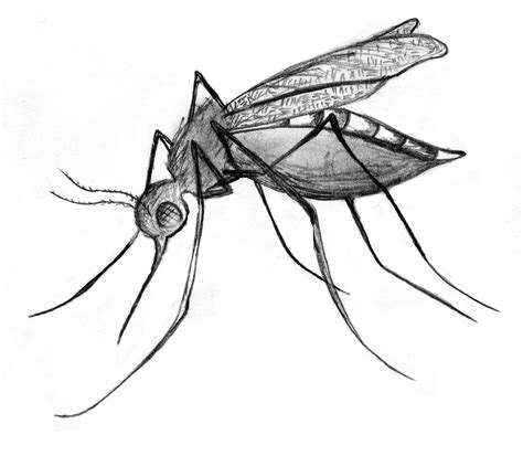 Mosquito Drawing