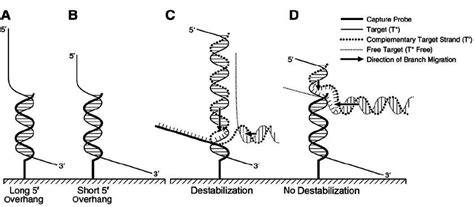 Idealized Interactions Between An Immobilized Dna Probe And The Two Download Scientific Diagram