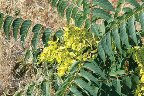 Defending Yard And Farm From Noxious Weeds The Reflector