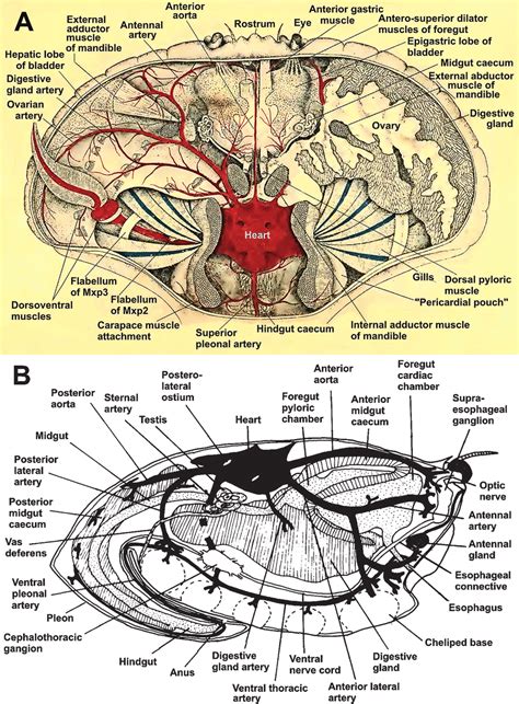 41 A General Dorsal View Of The Circulatory System Of Cancer Pagurus