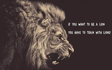 Lion Quotes Lion Attitude Hd Wallpaper Pxfuel