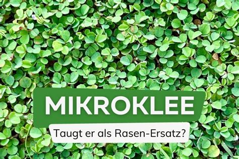 Mikroklee Klee Statt Rasen Eine Alternative