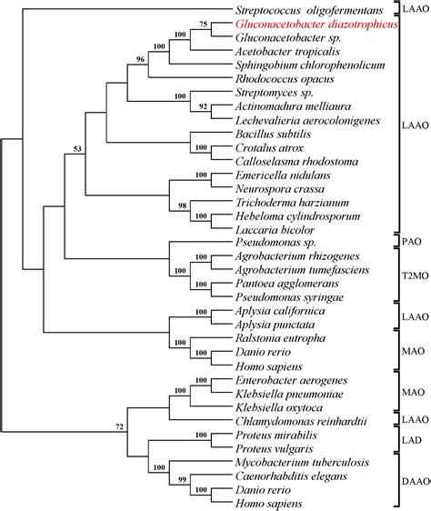 Frontiers Identification Of Genes Involved In Indole 3 Acetic Acid