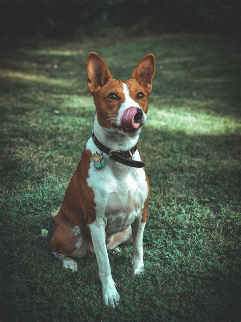 Quelle Race De Chien Choisir Guide Chat Et Chien