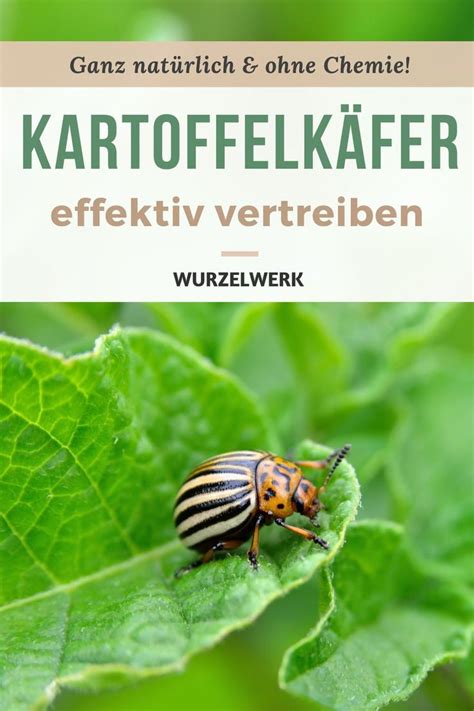 Kartoffelk Fer Bek Mpfen Effektiv Und Ohne Chemie Gem Segarten