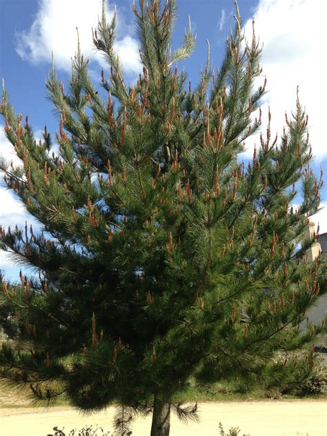 PINUS Nigra Austriaca Pin Noir DAutriche Les Plantes De Tonio