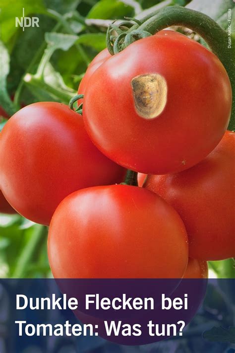 Was hilft gegen Blütenendfäule bei Tomaten Blütenendfäule Tomaten