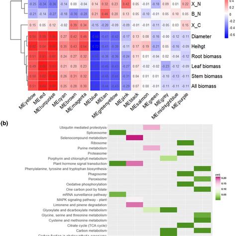 Module Analysis Of NUE In Weighted Gene Coexpression Network Analysis