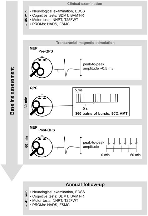 Frontiers Predictive Value Of Synaptic Plasticity For Functional