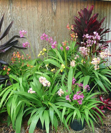 Spathoglottis Orchid Collection Displayed On A Pallet 1000 Ground