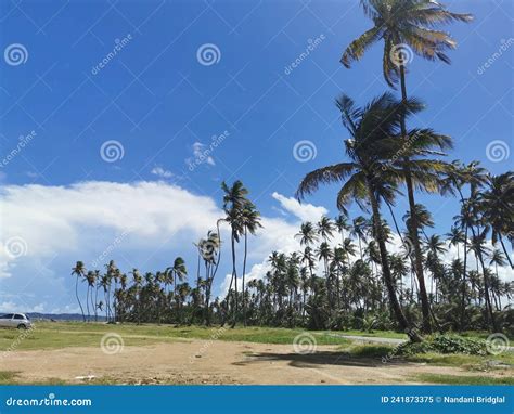 Coconut Trees Along The Manzanilla Beach Trinidad And Tobago Stock