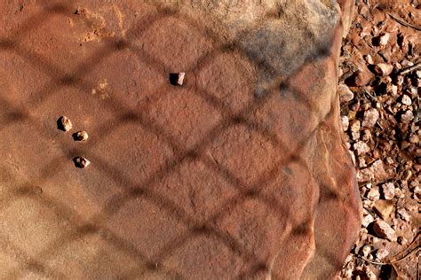 Free Images Sand Rock Wood Texture Leaf Wildlife Brown Soil