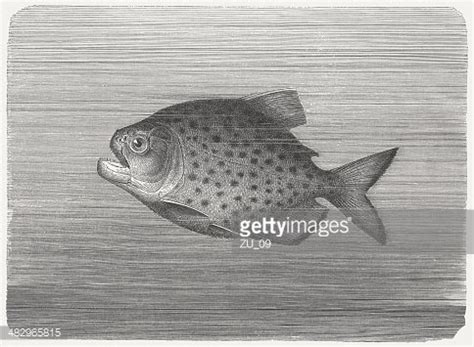 Piranha Stock Clipart Royalty Free Freeimages