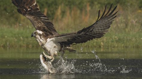 Fishing Osprey