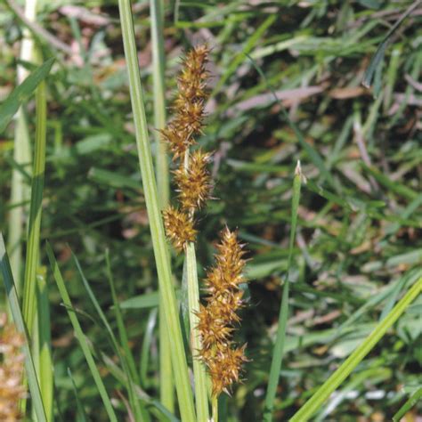 Prairie Future Seed Company Common Fox Sedge Seed