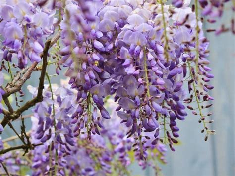 How To Identify Grow And Care For Wisteria Vines Florgeous