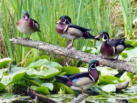 Wood Duck Identification All About Birds Cornell Lab Of Ornithology