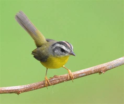 Foto Pula Pula Basileuterus Culicivorus Por Carlos Roberto Duco