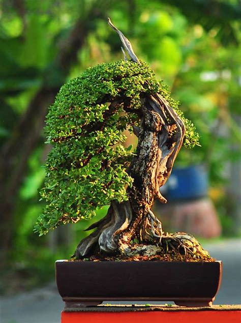 Top Bonsai Tree With Waterfall In The World Check It Out Now Leafyzen