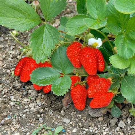 Fraisier Gariguette Non Remontant Bio La Barquette De Plants