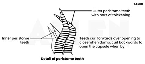 Funaria: Characteristics, Reproduction and Life cycle