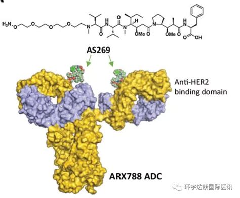 胃癌新药获批上市的胃癌her2阳性靶向治疗方案和胃癌her2阳性靶向药物研发最新进展有哪些全球肿瘤医生网