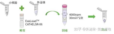 轻松突破外泌体研究困难，外泌体操作工具助你事半功倍！ 知乎