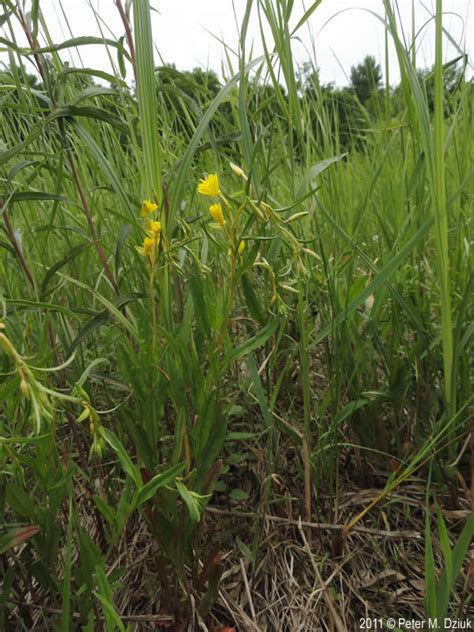 Oenothera Perennis Small Sundrops Minnesota Wildflowers