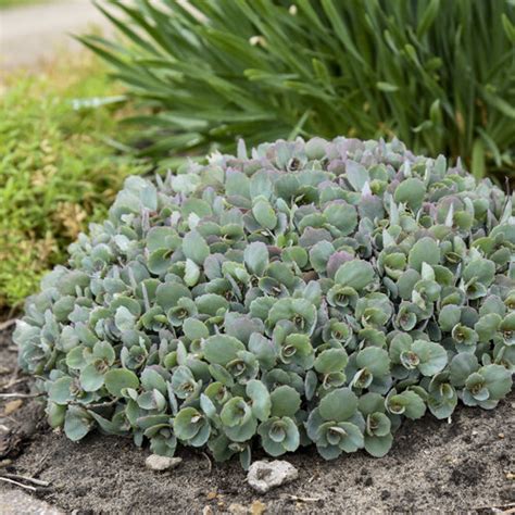 Rock N Round Popstar Stonecrop Sedum Hybrid Proven Winners