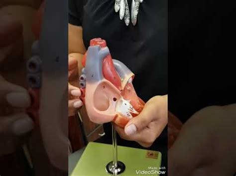 A P II Lab Practical Heart Anatomy YouTube