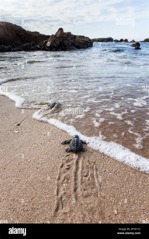 Predators of sea turtles hi-res stock photography and images - Alamy