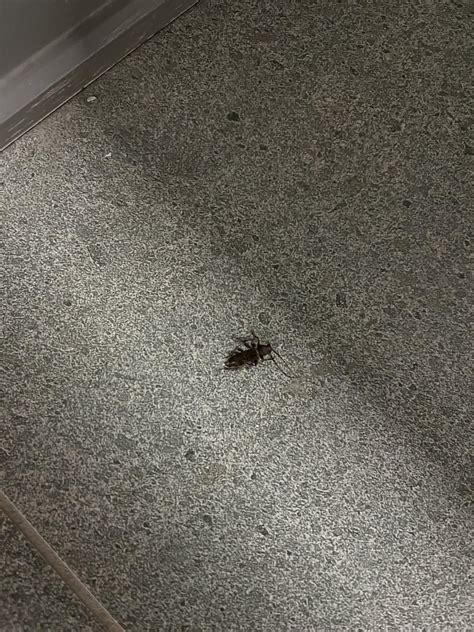 cockroach identification : r/whatsthisbug