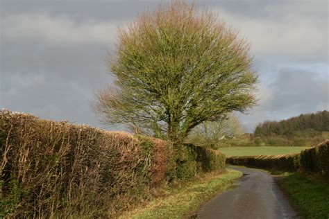 Tree Beside Lower Baybridge Lane David Martin Cc By Sa 2 0