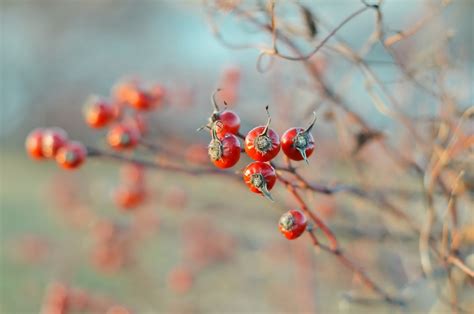 Wallpaper Food Nature Red Plants Branch Fruit Blossom Berries