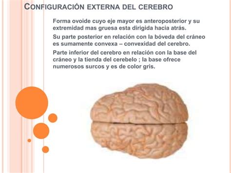 Configuraci N Externa Del Cerebro Ppt