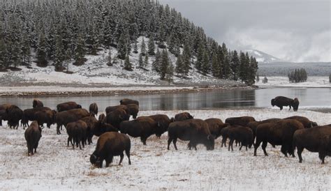 Current Weather Conditions at Yellowstone National Park