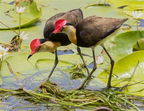 Jacana A Z Animals