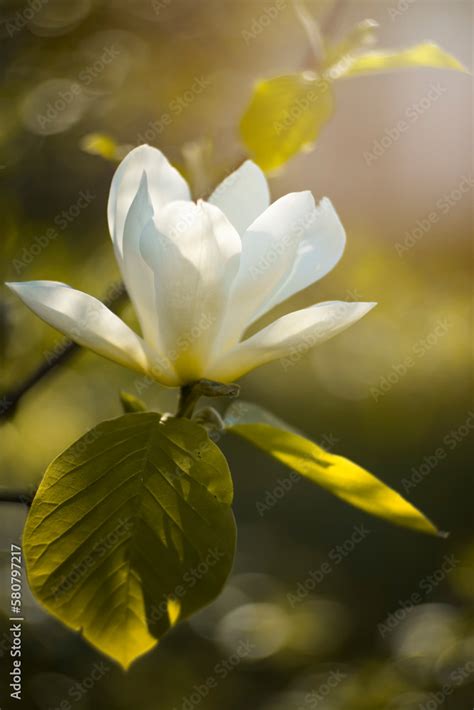 Kwiaty Wiosna Magnolie Kwiaty Magnolii Wiosenne Ogrody Z Kwitn Cymi