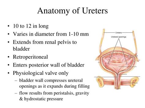 Ppt The Urinary System Powerpoint Presentation Id822088