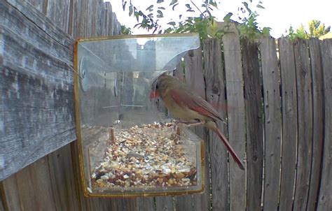 Female and Male Cardinal at the feeder this morning. : r/birdfeeding