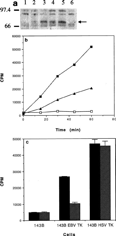 Expression And Activity Of Ebv Tk In B Tk Cells A Immuno Blot