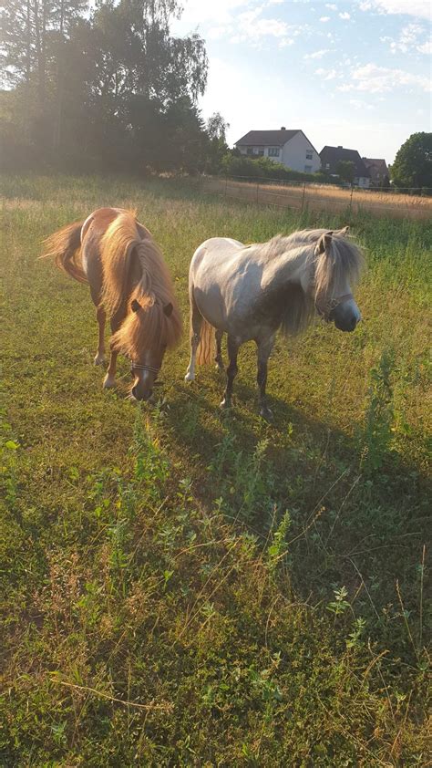 Wir Haben Neue Ponys Bekommen Pferdewelt Deutsch Amino