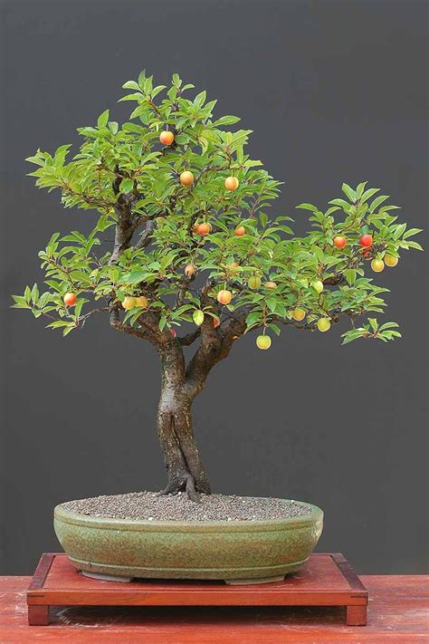 How To Grow Bonsai Fruit Trees Artofit