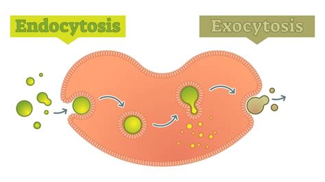 Endocytosis Animation