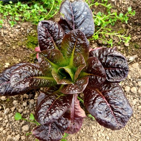 Lettuce Moonred Organic Vital Seeds