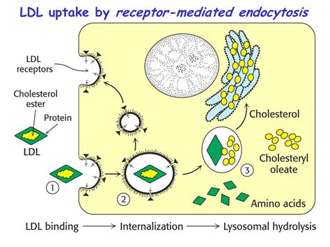 Metabolism Of Lipids Digestion Absorption Resynthesis In The