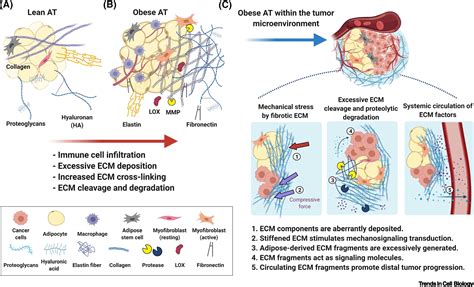 extracellular matrix remodeling facilitates obesity  cancer