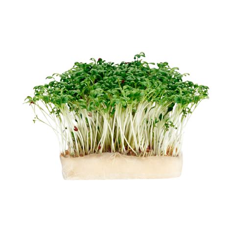 1 Garden Cress Pod Grown Europe