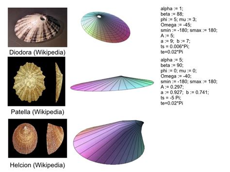 modeling natural shapes seashells sea shells natural shapes