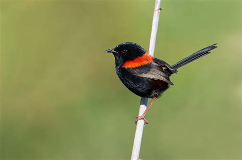 Red Backed Fairy Wren Peterscholer